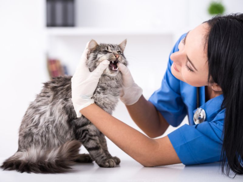 Femme vétérinaire soigne un chat Ragdoll