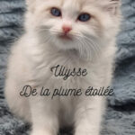 Ulysse La-plume-etoilee