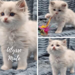 Ulysse chaton La-plume-etoilee