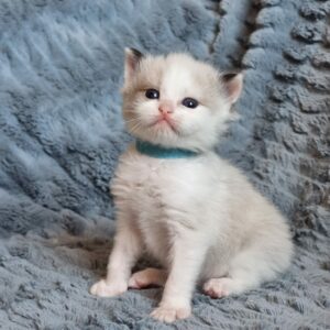 chaton ragdoll collier bleu adoption mai 2023