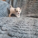 chaton ragdoll collier bleu adoption mai 2023