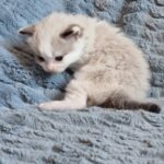 chaton ragdoll collier bleu adoption mai 2023