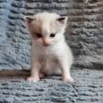 chaton ragdoll collier bleu adoption mai 2023