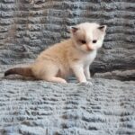 chaton ragdoll collier bleu adoption mai 2023