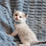 chaton ragdoll collier bleu adoption mai 2023