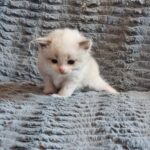 chaton ragdoll collier gris adoption mai 2023