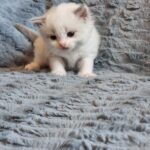 chaton ragdoll collier gris adoption mai 2023