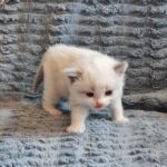 chaton ragdoll collier gris adoption mai 2023