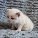 chaton ragdoll collier gris adoption mai 2023