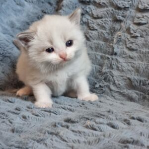 chaton ragdoll collier gris adoption mai 2023