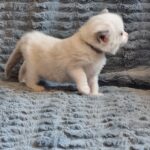 chaton ragdoll collier gris adoption mai 2023