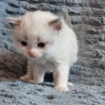 chaton-ragdoll-collier-gris-avril_2023-00007