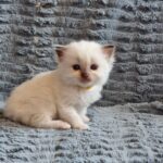 chaton ragdoll collier jaune mai 2023