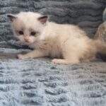 chaton ragdoll collier jaune mai 2023