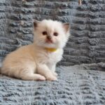 chaton ragdoll collier jaune mai 2023