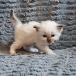 chaton ragdoll collier jaune mai 2023