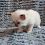 chaton ragdoll collier jaune mai 2023