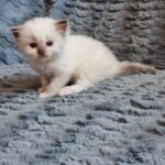 chaton ragdoll collier jaune mai 2023