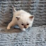 chaton ragdoll collier jaune mai 2023