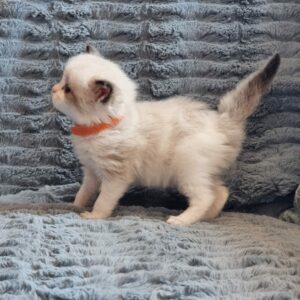 chaton ragdoll collier orange mai 2023