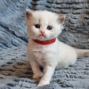 chaton ragdoll collier rouge mai 2023