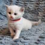 chaton ragdoll collier rouge mai 2023