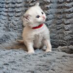 chaton ragdoll collier rouge mai 2023