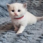 chaton ragdoll collier rouge mai 2023