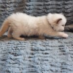 chaton ragdoll collier violet mai 2023