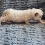 chaton ragdoll collier violet mai 2023