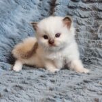 chaton ragdoll collier violet mai 2023