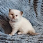 chaton ragdoll collier violet mai 2023