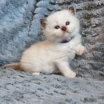 chaton ragdoll collier violet mai 2023