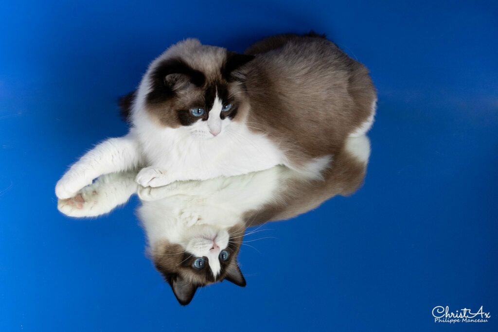 Chat ragdoll de l'élevage La Plume Étoilée au Garric dans le Tarn