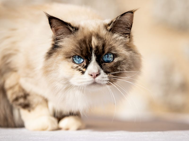 Talitha ragdoll élevage La Plume Étoilée